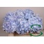 product/img.floraplaza.nl/LHORVERB5-LIVE_fotos-0x9EA303479A121725E10057B52EAFFCCC8BAFD674.jpg