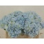 product/img.floraplaza.nl/LHORVERB5-LIVE_fotos-0xE6BA4CFCEC0A90520D972699EAE19D3BC28D8F3D.jpg