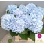 product/img.floraplaza.nl/LHORVERB60-LIVE_fotos-0x62EB55B43DE7BFD22DC91D40CCF925CCE6ECF38F.jpg