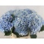 product/img.floraplaza.nl/LHORVERB60-LIVE_fotos-0xE33AFE28C033430D9C93446C7180612C1A4B1946.jpg