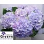 product/img.floraplaza.nl/LHORVERB7-LIVE_fotos-0x937AB54C9BB36467DC0E3AC1768B1CFEF281C2ED.jpg