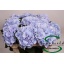 product/img.floraplaza.nl/LHORVERB75-LIVE_fotos-0x465DAD20B8015182274AE9C49E6158B2460ED1B2.jpg