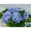 product/img.floraplaza.nl/LHORVERB75-LIVE_fotos-0x963FF58A94850CC6B456CCBCA5DD67541A353C02.jpg