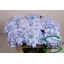 product/img.floraplaza.nl/LHORVERB75-LIVE_fotos-0xB7DD8B796B83606A992F94CB605D15701B13F6AD.jpg