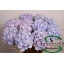 product/img.floraplaza.nl/LHORVERB75-LIVE_fotos-0xD68C2B59742E8D4E6C5F6F762B7733585D2ED543.jpg