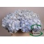 product/img.floraplaza.nl/LHORVERB8-LIVE_fotos-0x056200BA6B770C73559DDCCBA7DD4C93ECFE5838.jpg