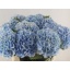 product/img.floraplaza.nl/LHORVERB8-LIVE_fotos-0x0E825EB3D20FD7A3302259B43EAB10C114AF4950.jpg