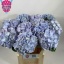 product/img.floraplaza.nl/LHORVERB8-LIVE_fotos-0x308268B44AFF9A9571612A510DF2962132E1900A.jpg