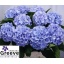 product/img.floraplaza.nl/LHORVERB8-LIVE_fotos-0x47F6D84C38326747611BDEADB7D4D8576518BDE0.jpg