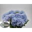 product/img.floraplaza.nl/LHORVERB8-LIVE_fotos-0x66342E5FD57C6EB2C539C34F5DA07EE2E20CA08D.jpg