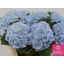 product/img.floraplaza.nl/LHORVERB8-LIVE_fotos-0x684902DF39C799F72F35570B90D7F418CA0947B8.jpg