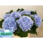 product/img.floraplaza.nl/LHORVERB8-LIVE_fotos-0x70EF9536816A20E5BACD79D5BBC56F1CF33C5C9D.jpg