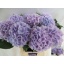 product/img.floraplaza.nl/LHORVERB8-LIVE_fotos-0x781CE38E38040E63261AD1F3AF7340056F93B406.jpg