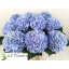 product/img.floraplaza.nl/LHORVERB8-LIVE_fotos-0x7FB848F18E20A59C15FE92FA5116CD8586B4471C.jpg