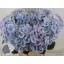 product/img.floraplaza.nl/LHORVERB8-LIVE_fotos-0x884F238E9A897CEC825D4EC0BAEB17EED533B7C8.jpg