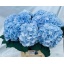 product/img.floraplaza.nl/LHORVERB8-LIVE_fotos-0x8E9EC3248E1AD9D0F819D52619F17F5050ABDE8A.jpg