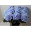 product/img.floraplaza.nl/LHORVERB8-LIVE_fotos-0x9A06FB33373C1021446825BE8BB909E535365CE5.jpg