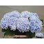 product/img.floraplaza.nl/LHORVERB8-LIVE_fotos-0x9E8BC1766BF6483D2663EE6D71C9964D26025A12.jpg