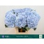 product/img.floraplaza.nl/LHORVERB8-LIVE_fotos-0xA3839FA3ECA3A371BC5886466A9FF12C2481C222.jpg