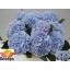 product/img.floraplaza.nl/LHORVERB8-LIVE_fotos-0xA491D217D270CF5D9A4EA14280DAC53A4D23B632.jpg