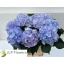 product/img.floraplaza.nl/LHORVERB8-LIVE_fotos-0xCB2934BDB15A90335D04B800835F03C842430658.jpg
