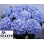 product/img.floraplaza.nl/LHORVERB8-LIVE_fotos-0xD802BC2BF803F0C370C9C266422BE06A45B499AF.jpg