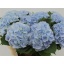 product/img.floraplaza.nl/LHORVERB8-LIVE_fotos-0xE3345AD1181C5416FA7DF45A2452EE43D248665C.jpg