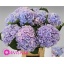 product/img.floraplaza.nl/LHORVERB8-LIVE_fotos-0xE5C753259D3C09772E371C799AAC9B9ADD6247D1.jpg
