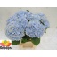product/img.floraplaza.nl/LHORVERB8-LIVE_fotos-0xF07B677B108395259B887F8711AA140DE9290C0F.jpg