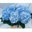 product/img.floraplaza.nl/LHORVERB8-LIVE_fotos-0xF9A02240A2743A12DAF499D162BE69625C4D5C70.jpg