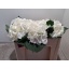 product/img.floraplaza.nl/LHORWHIVE5-LIVE_fotos-0x1EE370281F37BCD4428673CE745827EFB9CD719E.jpg