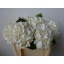 product/img.floraplaza.nl/LHORWHIVE5-LIVE_fotos-0x4C341ED2FE8A387138684C926F5AE6DEECD7A679.jpg
