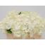 product/img.floraplaza.nl/LHORWHIVE5-LIVE_fotos-0x4C67E00F48D2163641FA11DFEC005AFC2C69A72F.jpg
