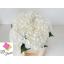 product/img.floraplaza.nl/LHORWHIVE5-LIVE_fotos-0x7D08B20D4F44E1EFF46A9E36975203F73952B5BE.jpg
