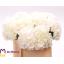 product/img.floraplaza.nl/LHORWHIVE5-LIVE_fotos-0xD37D400E33BF15B00614C67A467F053650DE863B.jpg