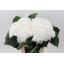 product/img.floraplaza.nl/LHORWHIVE6-LIVE_fotos-0x05EFC0DC3ECF5326C2E29CB7BADF69F4A7F81A2C.jpg