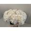 product/img.floraplaza.nl/LHORWHIVE6-LIVE_fotos-0x25C0FDFF4297FCC1085EF0175594DD9A26E2C355.jpg