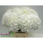 product/img.floraplaza.nl/LHORWHIVE6-LIVE_fotos-0x305E5FE8A747C75B166C90735BDAE2B78D3AEFF7.jpg