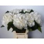product/img.floraplaza.nl/LHORWHIVE6-LIVE_fotos-0x3E9ABC7E2234ABB56C8628C0A4D17D3FB11CE8F4.jpg