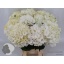 product/img.floraplaza.nl/LHORWHIVE6-LIVE_fotos-0x839C0DFB357C2590B08EA6EBB2E09F17DDC3EEB6.jpg
