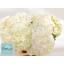 product/img.floraplaza.nl/LHORWHIVE6-LIVE_fotos-0x85B22233E80BD9CC3F6F7841A8156983DE30DDCB.jpg