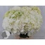 product/img.floraplaza.nl/LHORWHIVE6-LIVE_fotos-0xB9889A2FBA3BD7DA8FA90BF257CC4A4EB244FAB6.jpg