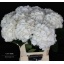 product/img.floraplaza.nl/LHORWHIVE6-LIVE_fotos-0xD3527D4B4DDD57A6741DECBCB9034D02F45A2007.jpg