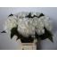 product/img.floraplaza.nl/LHORWHIVE6-LIVE_fotos-0xDE216ED87F4FA49FA88265429D0BCC8E9A3CF5FA.jpg