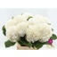 product/img.floraplaza.nl/LHORWHIVE8-LIVE_fotos-0x0DDA624B17F61144621500475A11ECAAD8C0D1B6.jpg