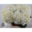 product/img.floraplaza.nl/LHORWHIVE8-LIVE_fotos-0x0E997FE2475565DBE7735F639A95C63839238D47.jpg