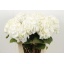 product/img.floraplaza.nl/LHORWHIVE8-LIVE_fotos-0x27A42FB535BDDC1163EB566B3A914D1FE4B01709.jpg