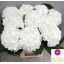 product/img.floraplaza.nl/LHORWHIVE8-LIVE_fotos-0x4F89DA9260B253C86EC0C6165FD424E7BF8C7181.jpg