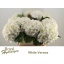 product/img.floraplaza.nl/LHORWHIVE8-LIVE_fotos-0x7E568F8154EFBE523D658B3D17ECF8DB05E9DD36.jpg