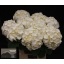 product/img.floraplaza.nl/LHORWHIVE8-LIVE_fotos-0x83AFBBC77B4C6CCA0CE18C84E8F6873B26B3B608.jpg